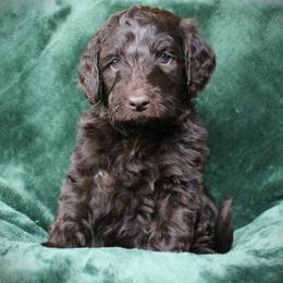 Ravioli - Chocolate male Labradoodle puppy in Lanexa, Virginia from Lees Reach Farm