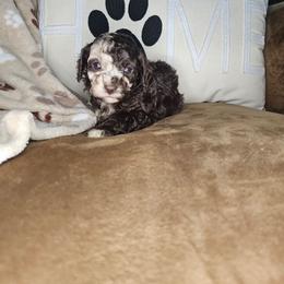 Storge - Merle male Cockapoo puppy in Fort White, Florida from Jade