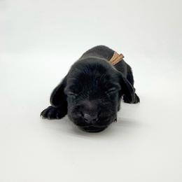 Poppy (solid black) - Black female Dachshund puppy in Waddell, Arizona from Neu Doxies