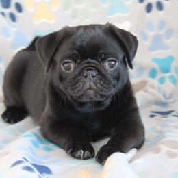 Jet - Black male Pug puppy in Tuscola, Illinois from Dream on puppies