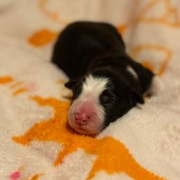 Arctic - Black and white female Border Collie puppy in Wasilla, Alaska from Story Kennel