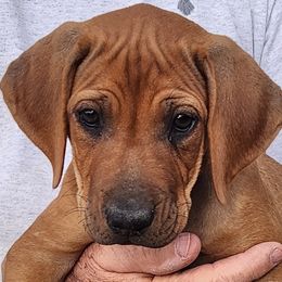 Rhodesian Ridgeback Puppies from Courage Rhodesian Ridgebacks