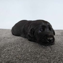 Grey - Black Labrador Retriever puppy in Meadville, Pennsylvania from Condition 1 Retrievers