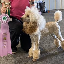 Poodles from A Stone’s Throw Farm