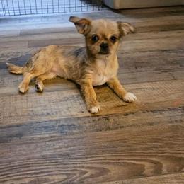Cheetah SC - Merle female Chihuahua puppy in Meridian, Oklahoma from Crazy Love Kennels