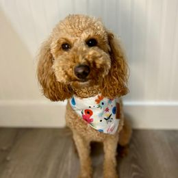 Daphne - Goldendoodle