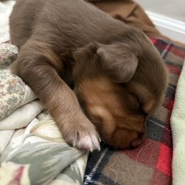 Reeses - Red tri-color male Australian Shepherd puppy in East Hartford, Connecticut from CT Aussies