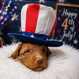 Austin (Fred) - Red  male Goldendoodle puppy in Rocky Point, North Carolina from CelticDoods