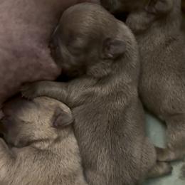 Blue Fawn Girl - Blue fawn female French Bulldog puppy in Gulf Breeze, Florida from SW Frenchies