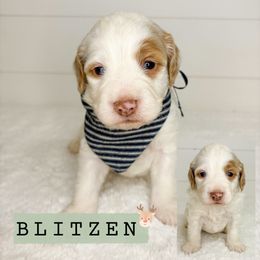 Blitzen - Cream male Aussiedoodle puppy in Central, Arizona from Cotton Lane Puppies