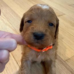 Orange collar - Apricot female Goldendoodle puppy in Ridgewood, New Jersey from Jessie’s Doodles