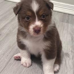 Mercy (Purple) - Red tri-color female Australian Shepherd puppy in Navasota, Texas from Triple MMM Kennel