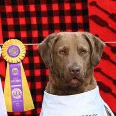 Emmy - Chesapeake Bay Retriever