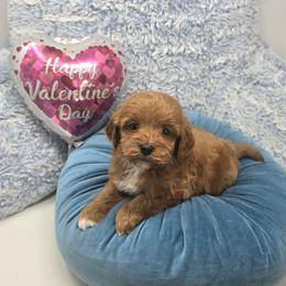 Sookie - Red  female Goldendoodle puppy in Floyd, Virginia from Hearts and Paws Poodles and Doodles