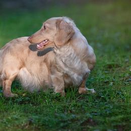 Coconut - Dachshund