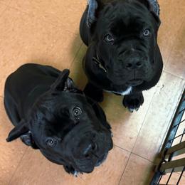 Posie - Black female Cane Corso puppy in Sullivan, Missouri from Midwest Cane Corso in Action