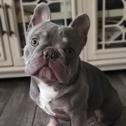 Kilo - French Bulldog