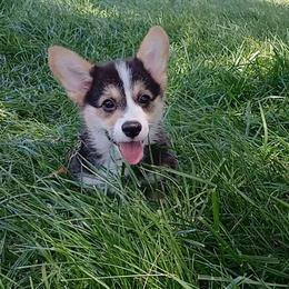 Zuma - Black and tan male Pembroke Welsh Corgi puppy in Redfield, Kansas from Owenby's Corgi's
