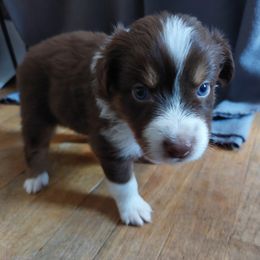 Dark Blue Collar - Red tri-color Australian Shepherd puppy in Kansas from Lifeline Ranch