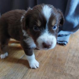 Dark Blue Collar - Red tri-color Australian Shepherd puppy in Kansas from Lifeline Ranch