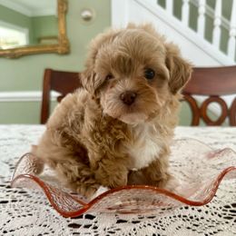 Truffles - Liver and white female Shihpoo puppy in Whitehall 18052, Pennsylvania from Lilli’s Shih tzus and Shih poos