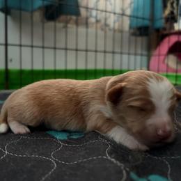 Elton (has tail) - Red merle male Miniature Australian Shepherd puppy in Terryville, Connecticut from Spirited Aussies