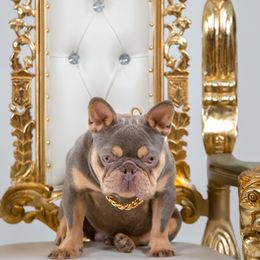French Bulldog All Grown Up from Conrado Molina