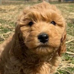 Cockapoos and Goldendoodles from 7 Sisters Cockapoos