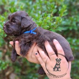 Miniature Schnauzer puppies from C&E'S Schnauzers