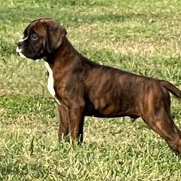 Boxer Puppies from Elevated Boxers