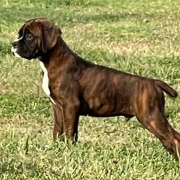 Boxer Puppies from Elevated Boxers