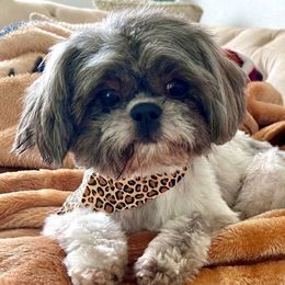 Saylor - Shih Tzu
