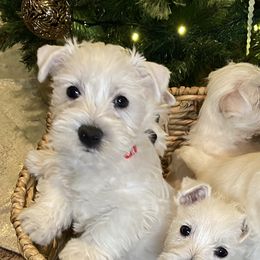 Shihpoo, Shih Tzu, and West Highland White Terrier Puppies from Westie Way & Polly Tzu Shih tzu and more