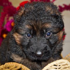 Yellow Collar - Black and red female German Shepherd puppy in Howell, Michigan from Sheyenne’s Shepherds