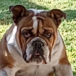 Libby - Bulldog