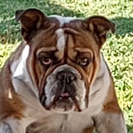 Libby - Bulldog