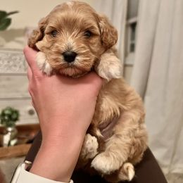 Cavalier King Charles Spaniel and Cavapoo Puppies from CK Cavaliers
