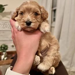Cavalier King Charles Spaniel and Cavapoo Puppies from CK Cavaliers
