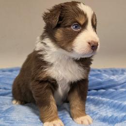 Boy 2 - male Australian Shepherd puppy in Sparta, Tennessee from SugarWood Australian Shepherds