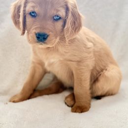 Companion Cross Puppies from Happy Tails Mini Goldens