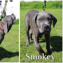 Cane Corso Puppies from Dale Diessner