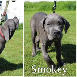 Cane Corso Puppies from Dale Diessner