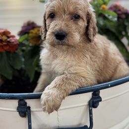 Lucy - Red female Assorted Doodle Crosses puppy in Maryland from Grind Stone Breeding Kennels