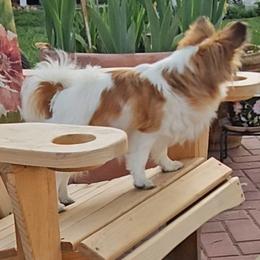 Biewer Terrier and Papillon Puppies from Southern Belle's Biewer Terriers & Papillons
