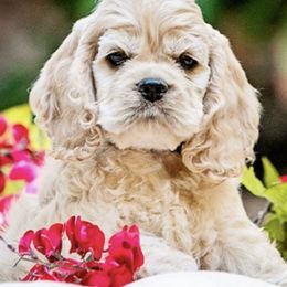 Cocker Spaniel Puppies from Cuttin Blue Farms
