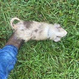 Border Collie Puppies from TiptoeingBorderCollies