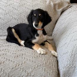 Vayu - Black and tan male Saluki puppy in Los Angeles, California from Srinagar Salukis