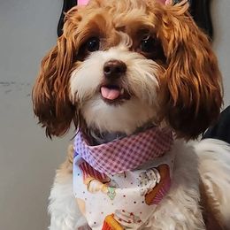 Bernedoodles, Cavalier King Charles Spaniels, Cavapoos, Goldendoodles, and Shihpoos from NC Doodle Puppies