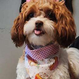 Bernedoodles, Cavalier King Charles Spaniels, Cavapoos, Goldendoodles, and Shihpoos from NC Doodle Puppies
