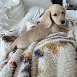 Dachshund Puppies from Loveland Doxies